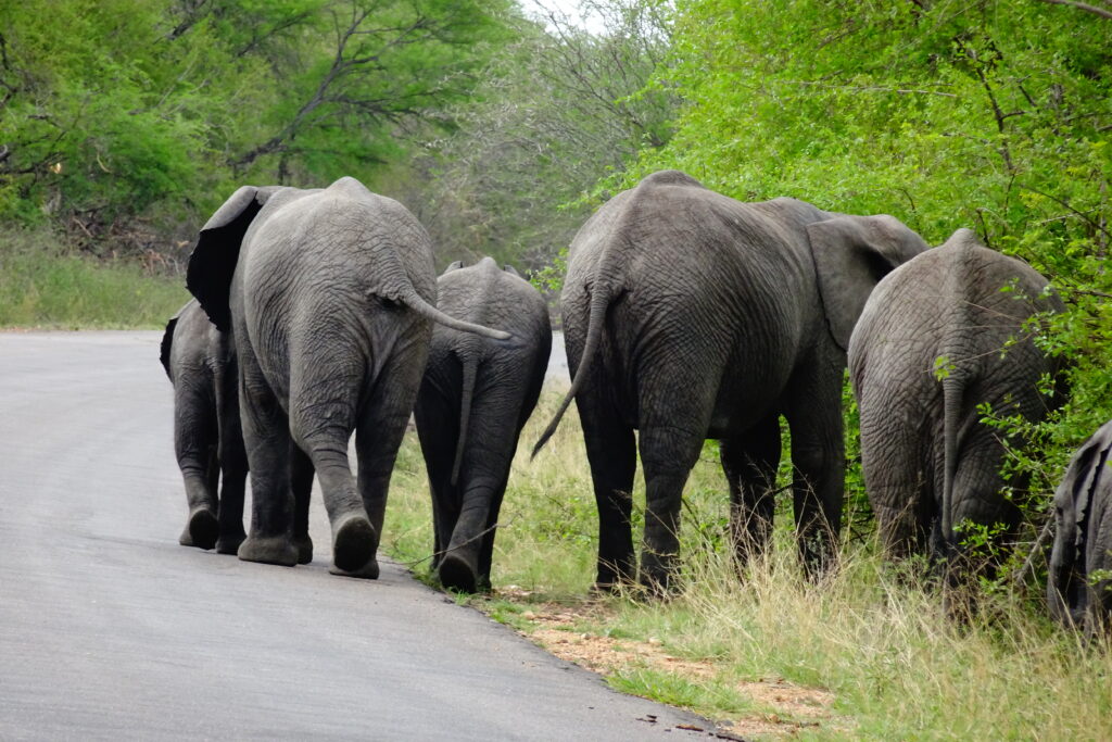 Zuid-Afrika Krugerpark bestemmingen voor verre reizen met kinderen