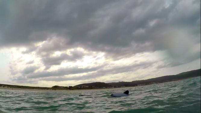 Nieuw Zeeland Catlins Curio Bay Zwemmen met dolfijnen in het wild