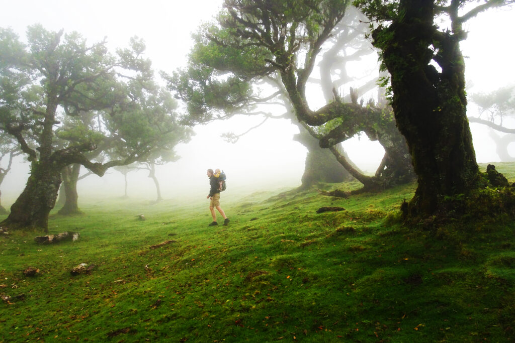 Fanal Forest Madeira
