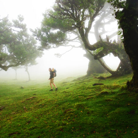 Fanal Forest Madeira