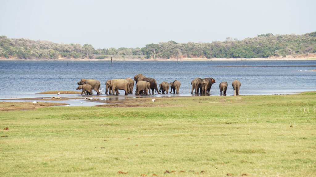 Sri Lanka Kaudulla National Park