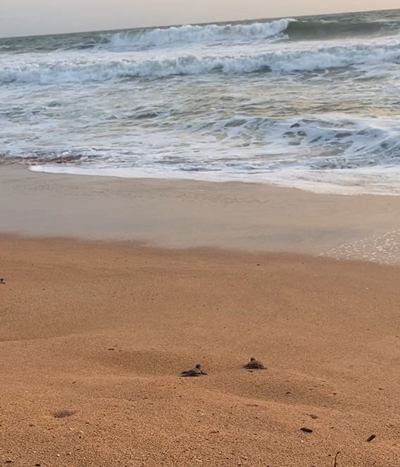 Baby schildpadjes uitzetten in zee Sri Lanka