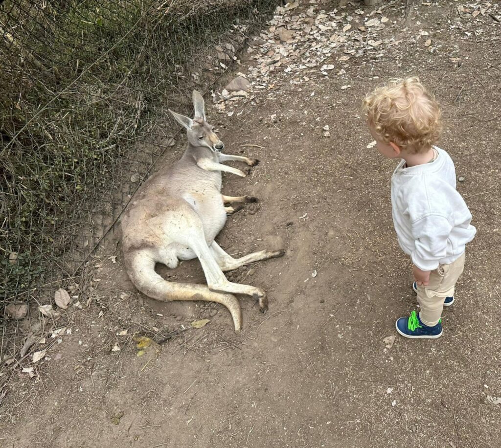 Lone Pine Koala Sanctuary Oostkust Australië